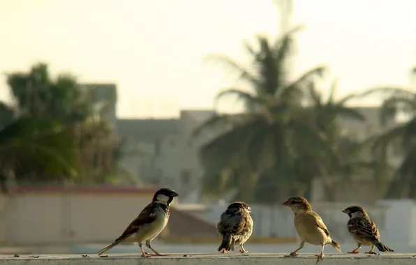 Birds, gang, bokeh, sparrows