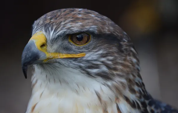 Bird, portrait, predator, beak, handsome