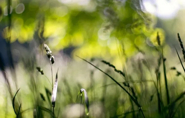 Picture grass, macro, nature