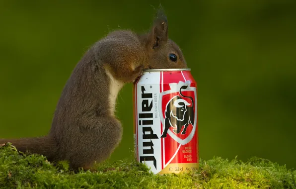 Look, nature, pose, interest, glade, moss, protein, muzzle