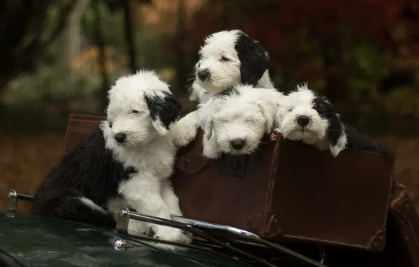 Dogs, puppies, suitcase, Quartet, Bobtail, The old English Sheepdog