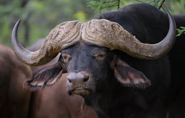 Picture face, horns, Buffalo, Buffalo
