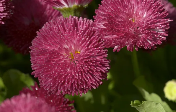 Picture summer, Wallpaper, leaf, petals, stem, Bud, flowerbed