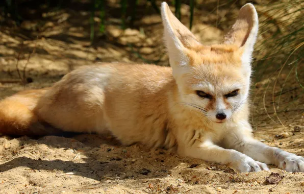 Look, face, light, pose, Fox, lies, evil, ears