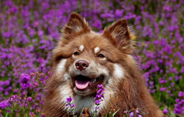 Picture face, flowers, dog, Finnish lapphund