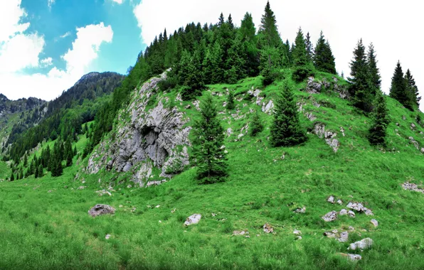 Forest, Hill, grass