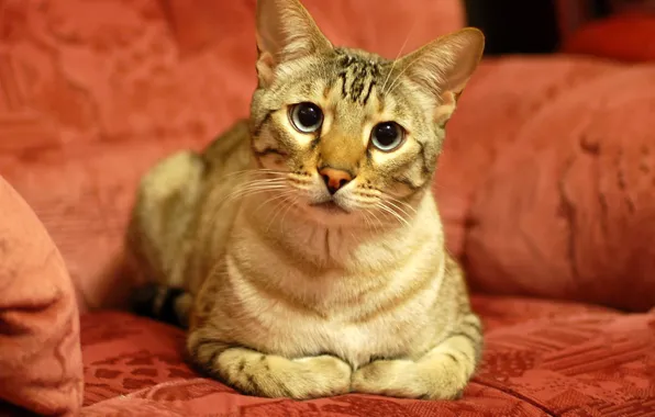 Cat, look, Cat