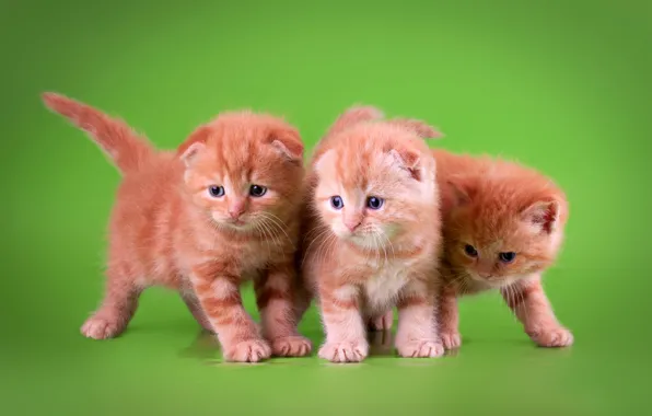 Cats, kittens, three, red, trio, green background, three kittens