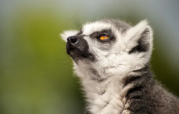Look, portrait, lemur, face, looking up