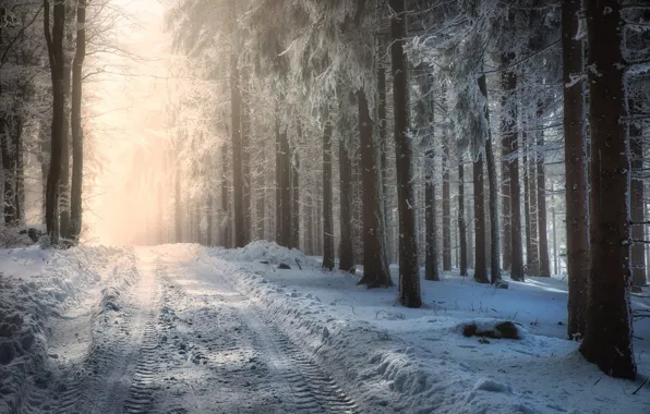 Winter, frost, forest, snow, pine, winter road