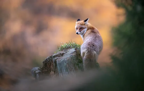 Look, background, stump, turn, Fox, tail, bokeh