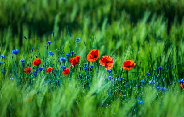 Field, summer, Maki, red, ears, cornflowers, rye field