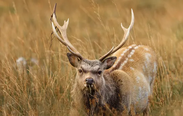 Picture field, grass, look, face, background, portrait, deer, horns