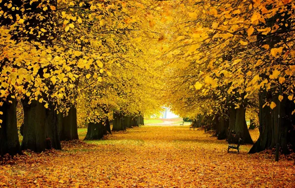 Picture road, autumn, Park, falling leaves