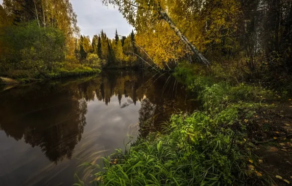 Autumn, forest, grass, landscape, nature, river, shore
