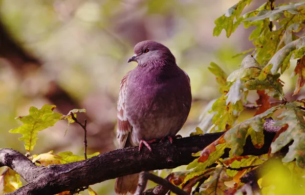 Picture autumn, leaves, birds, bird, dove, branch, oak