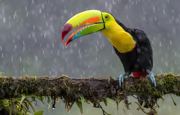 Rain, bird, moss, branch, Toucan