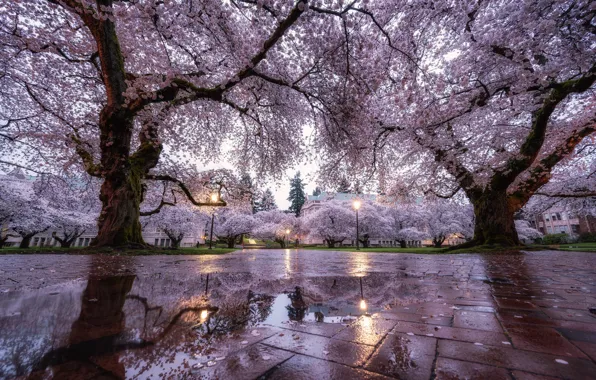 Water, trees, flowers, the city, Park, reflection, branch, tile