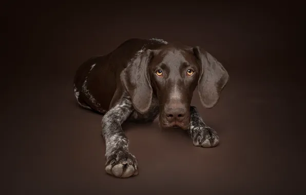 Look, background, dog