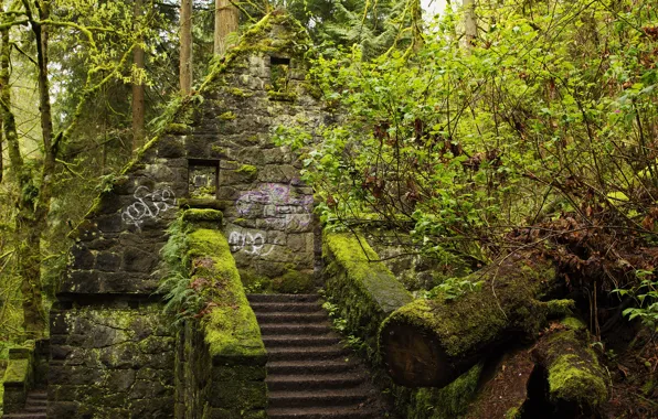 Greens, forest, trees, house, Park, moss, ladder, steps
