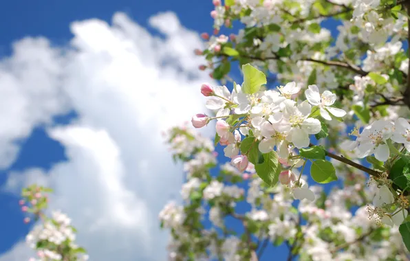 Picture the sky, clouds, tree, color, branch, spring, Apple