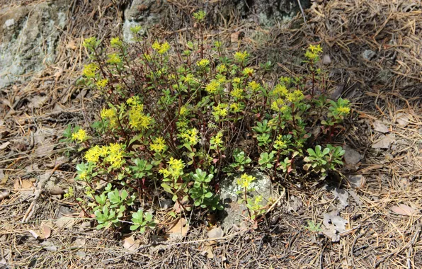 The sun, yellow, earth, Forest, Summer, brown, soil, Yellow flowers