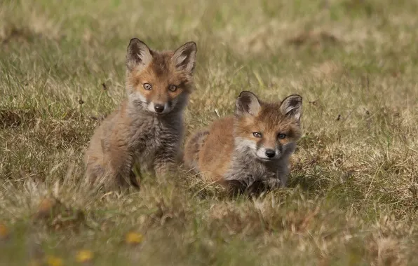 Picture Fox, cubs, cubs
