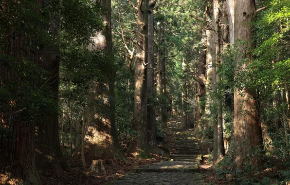 Forest, nature, tree, forrest, canon r5