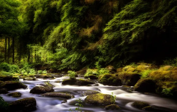 Forest, trees, branches, stones, thickets, pond