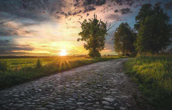 Picture road, field, the sky, the sun, rays, light, trees, sunset