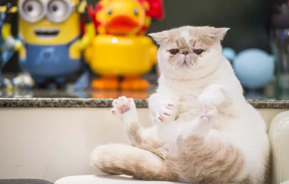 Cat, fat, exotic, Exotic Shorthair