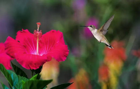 Flight, Hummingbird, bird, hibiscus