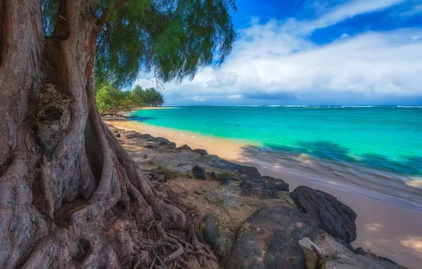 Sea, stones, tree, Hawaii, USA, Kalihiwai