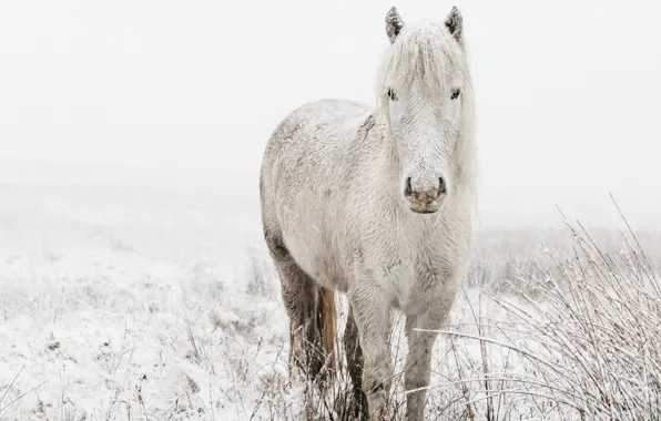 Picture winter, field, white, look, face, snow, branches, nature