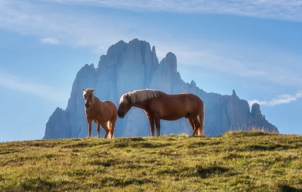 Picture mountains, nature, horse
