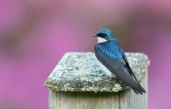 Bird, pink background, swallow