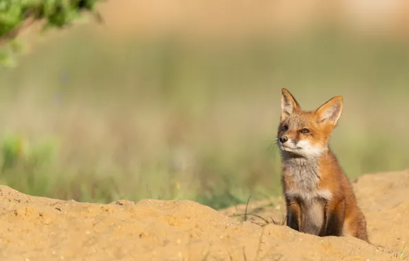 Sand, look, nature, pose, Fox, face, sitting, looking up