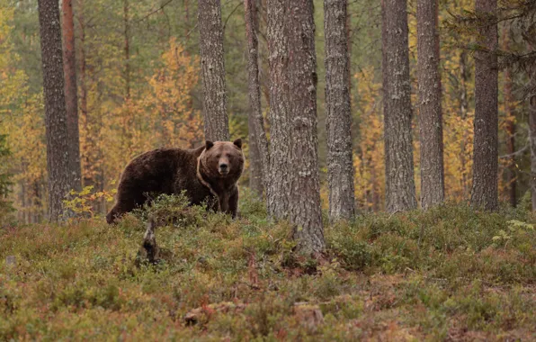 Forest, trees, nature, pose, bear, pine, walk, brown bear