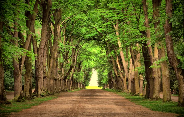 Trees, landscape, nature, green, green, road, road, trees