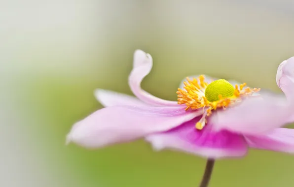 Flowers, nature, paint, petals