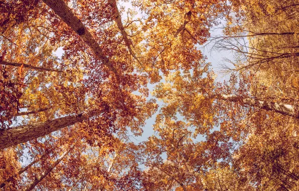 Picture autumn, leaves, trees, foliage, yellow, orange, crown