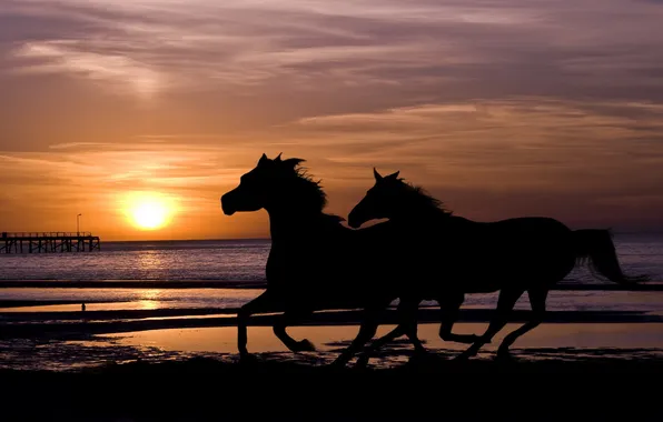 Picture sea, sunset, horses