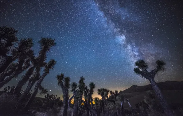 Stars, trees, nature, space, the milky way