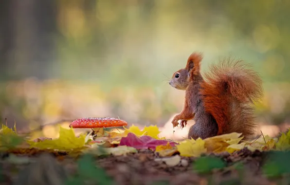 Autumn, leaves, foliage, mushrooms, protein, Amanita, bokeh, autumn leaves