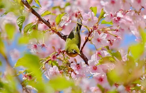 Flowers, branches, nature, background, bird, beauty, spring, pink
