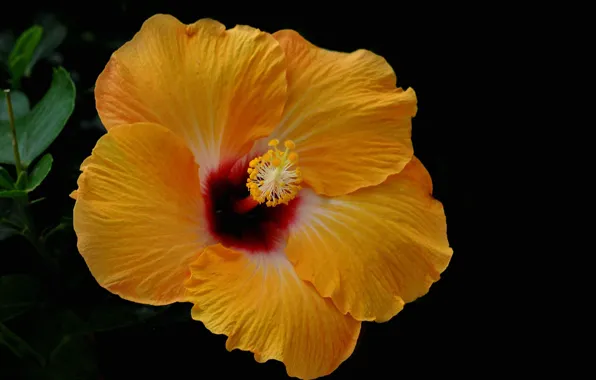 Picture flower, background, petals, hibiscus