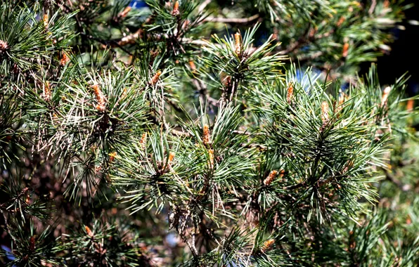 Needles, tree, spruce, shoots
