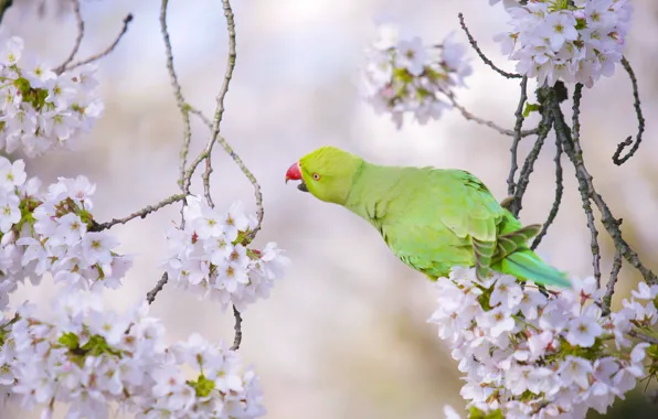 Picture branches, cherry, bird, parrot, flowering, flowers, Indian ringed parrot, Alexandrine parrot Kramer