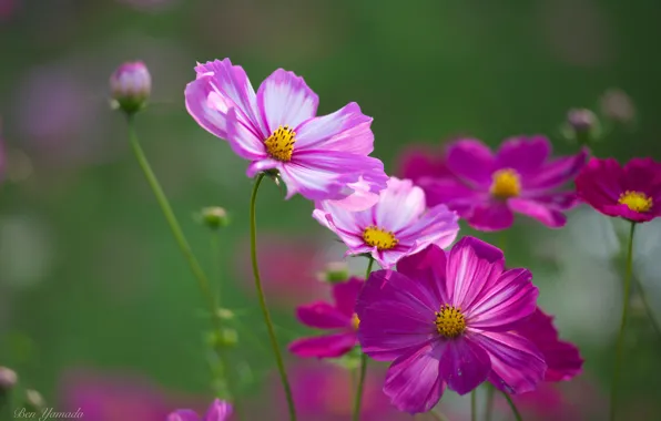 Wallpaper flowers, nature, kosmeya, petals, buds