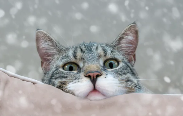 Cat, face, pillow, bokeh